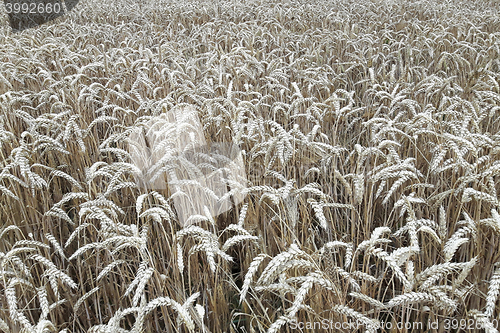 Image of golden corn natural background