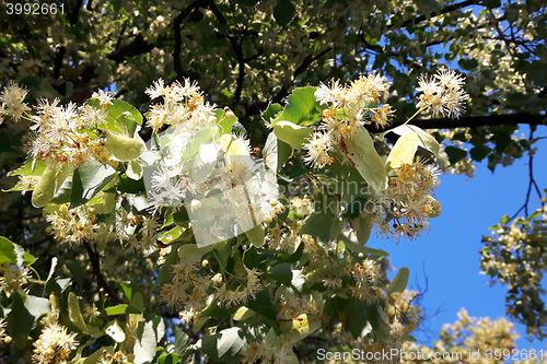 Image of detail of basswood flowers