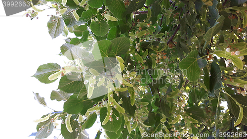 Image of detail of basswood flowers