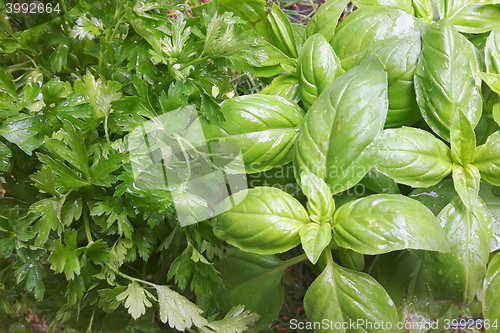 Image of fresh green herbs