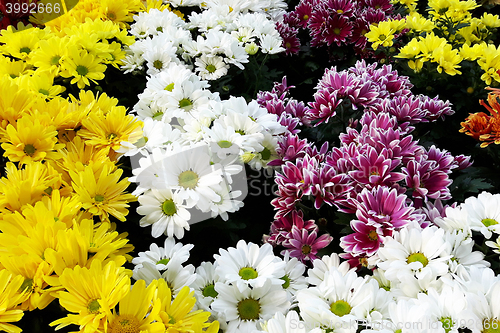 Image of color flowers background