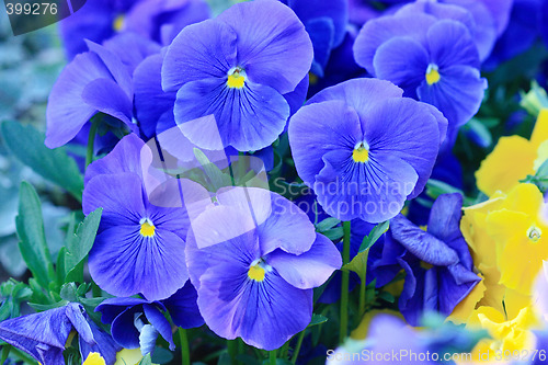 Image of Blue pansies