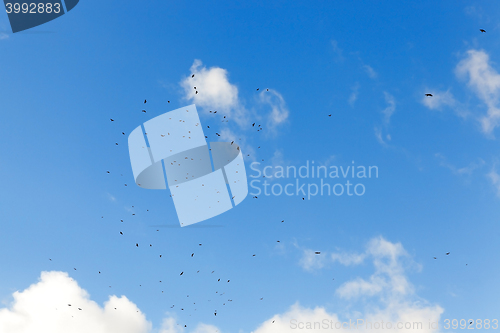 Image of birds flying in the sky