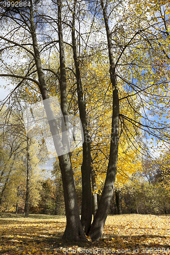 Image of yellowing leaves on the trees