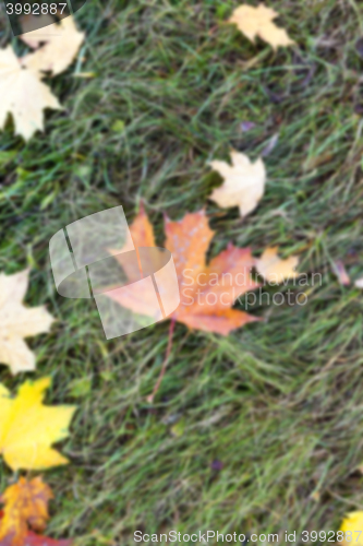 Image of autumn in the park