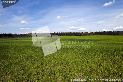 Image of Agriculture. cereals. Spring