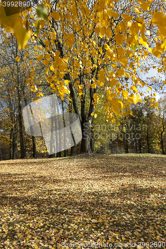 Image of yellowing leaves of birch