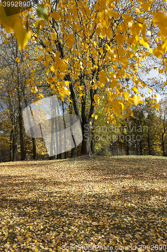 Image of yellowing leaves of birch