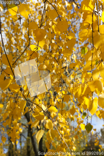 Image of autumn in the park