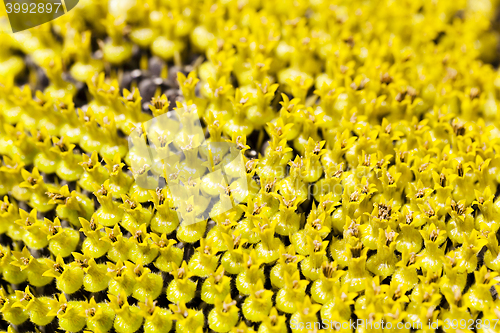 Image of yellow flower sunflower