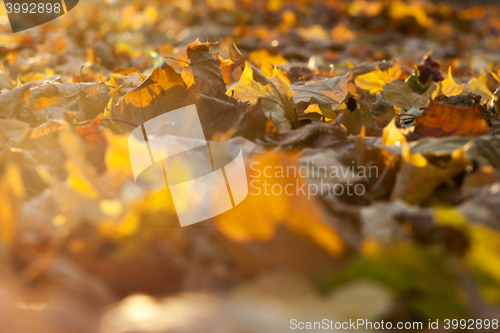 Image of autumn in the park