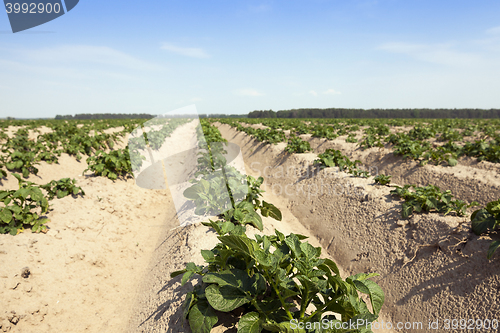 Image of Agriculture, potato field