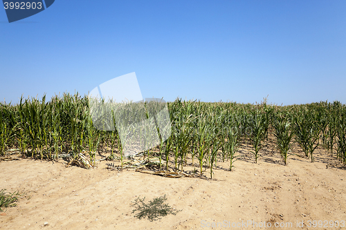 Image of field with green onions