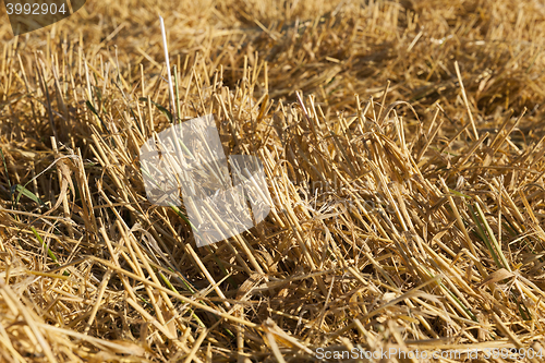 Image of ripe yellow cereals