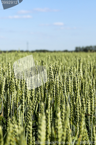 Image of unripe ears of wheat