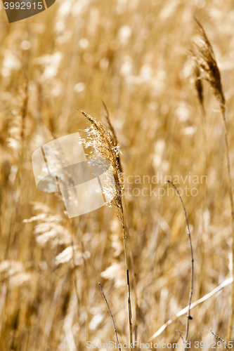 Image of dry grass autumn