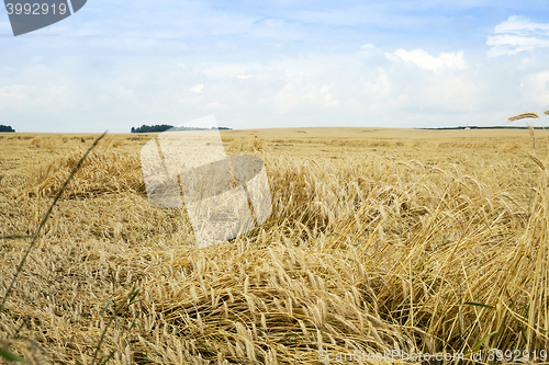 Image of farm field cereals