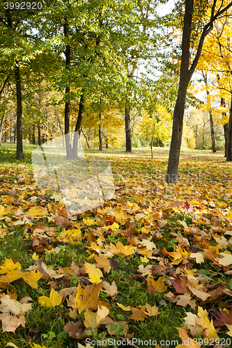 Image of fallen leaves of trees in the park