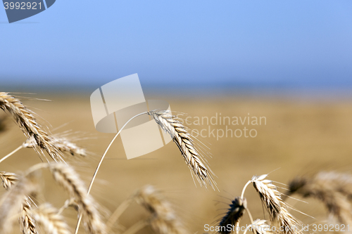 Image of ripe yellow cereals