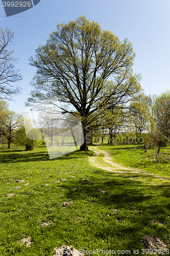 Image of Dirt road, oak