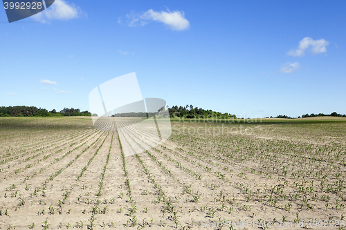 Image of corn field, agriculture