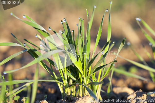 Image of young grass plants, close-up