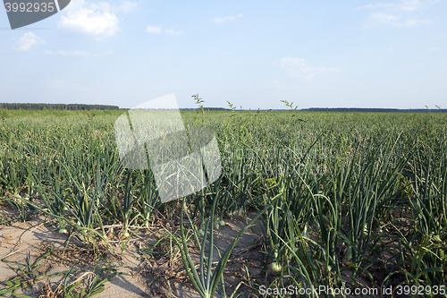 Image of field with green onions