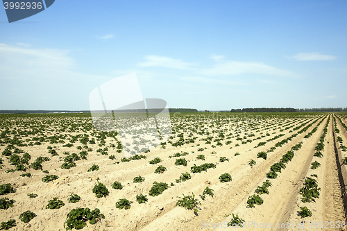 Image of Agriculture, potato field