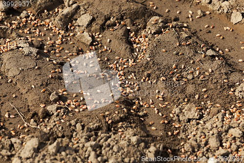 Image of lying on the ground grain