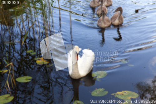 Image of Swans family pond