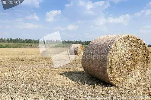 Image of cereal harvest field