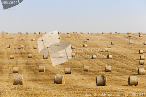 Image of haystacks in a field of straw