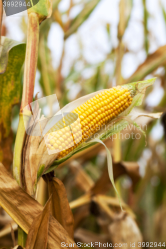 Image of field with mature corn