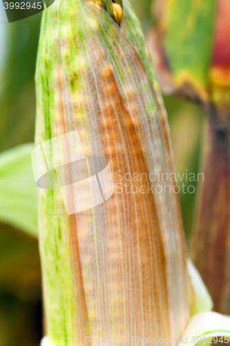 Image of mature corn crop