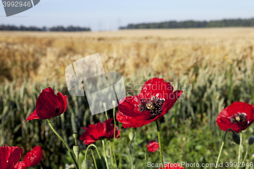 Image of red poppies in a field