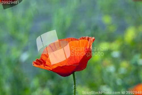 Image of red poppies. summer