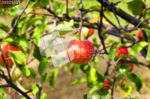 Image of Apple on a branch