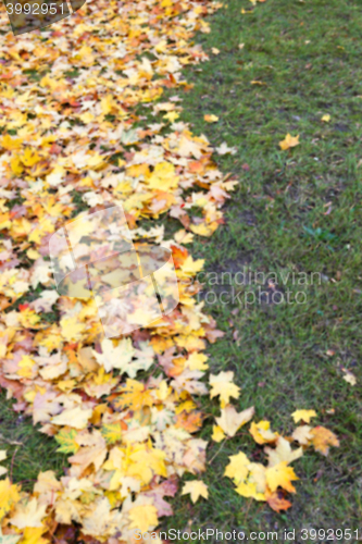 Image of autumn in the park