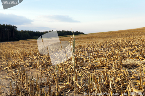 Image of mature corn crop
