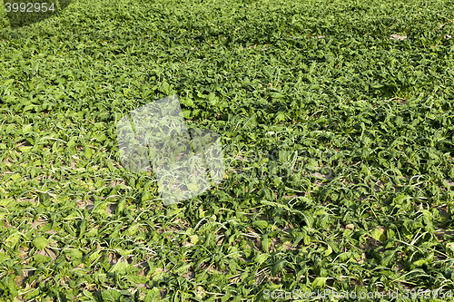 Image of Field with sugar beet