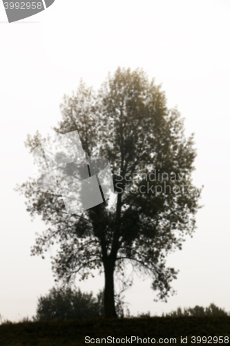 Image of tree in the field, autumn