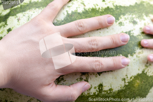 Image of hand on watermelon