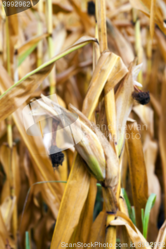 Image of field with mature corn