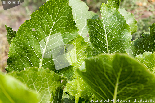 Image of green leaves of horseradish