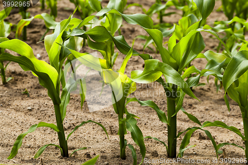 Image of green maize , corn