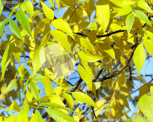 Image of yellowing leaves on the trees