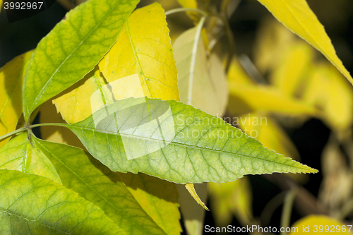 Image of yellowed maple leaves