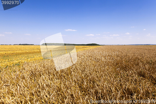 Image of cereals during harvest