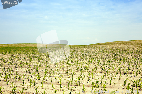 Image of corn field, agriculture