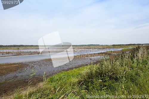 Image of swamp, the end of summer